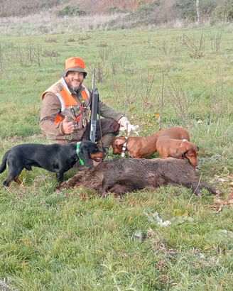  dachsbracke maschio di 3 anni forte
