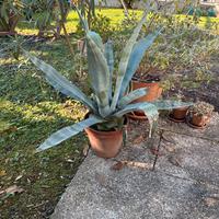 Agave in vaso
