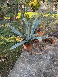 Agave in vaso