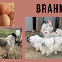 Brahma Bianco Columbia blu o nero