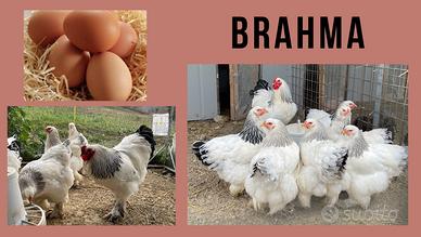 Brahma Bianco Columbia blu o nero