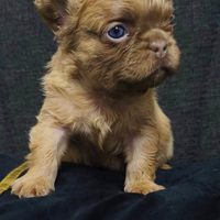 Bulldog francese Fluffy