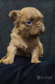 Bulldog francese Fluffy