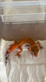 Geco leopardino Blood het eclipse