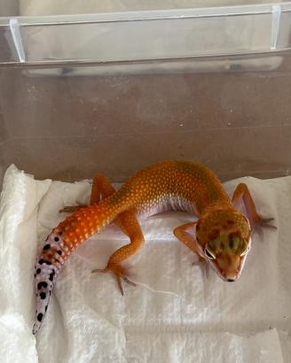 Geco leopardino Blood het eclipse