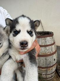 Cuccioli siberian Husky