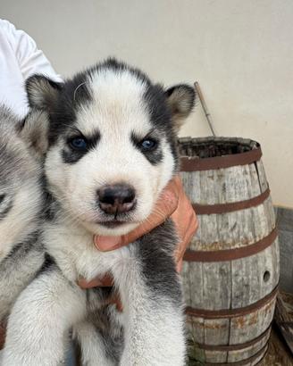 Cuccioli siberian Husky
