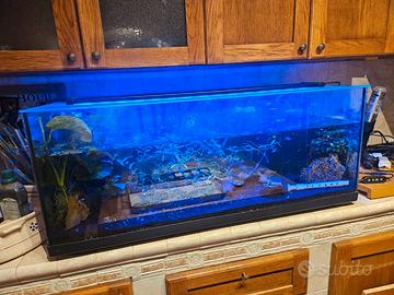 Acquario 100lt