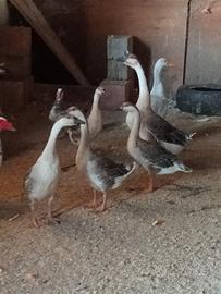 Oche cignate valuto anche altri animali per event