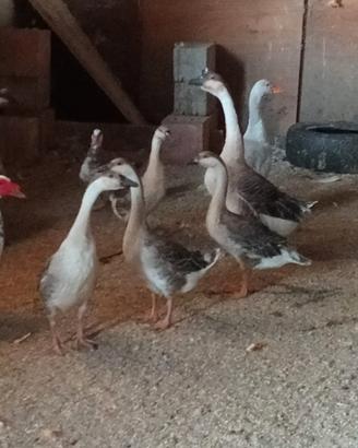 Oche cignate valuto anche altri animali per event