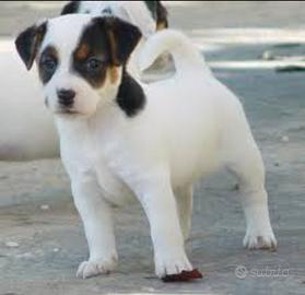 Jack Russell