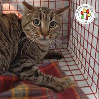 BAFFO sono un bel tigrotto