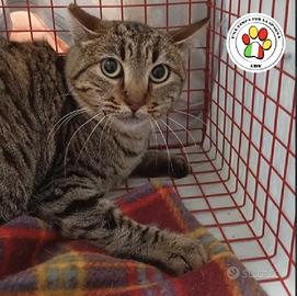 BAFFO sono un bel tigrotto