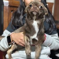 Chihuahua pedigree ENCI