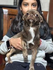 Chihuahua pedigree ENCI