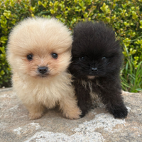 Spitz tedesco nano pomerania