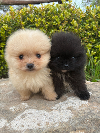 Spitz tedesco nano pomerania