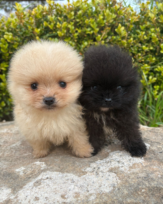 Spitz tedesco nano pomerania