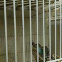 Pappagalli cocorite maschi e femmine