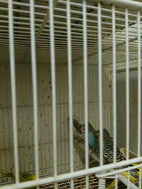 Pappagalli cocorite maschi e femmine