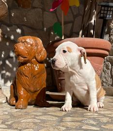 Femmina Amstaff