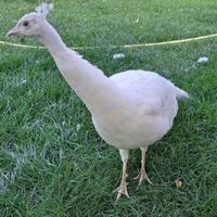 Pavone bianco maschio