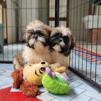 Cuccioli maschi di razza shihtzu