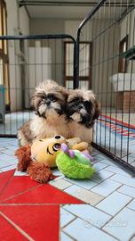 Cuccioli maschi di razza shihtzu