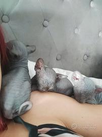 Cuccioli di sphynx con pedigree
