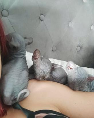 Cuccioli di sphynx con pedigree