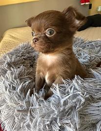 Chihuahua Pedigree Enci