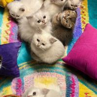 Cuccioli di British e Scottish / Straight & Fold