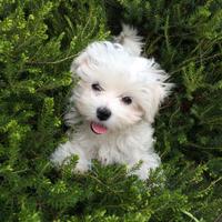 Maltese toy cucciola