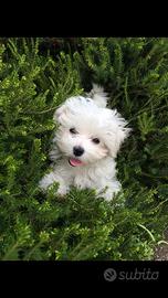 Maltese toy cucciola