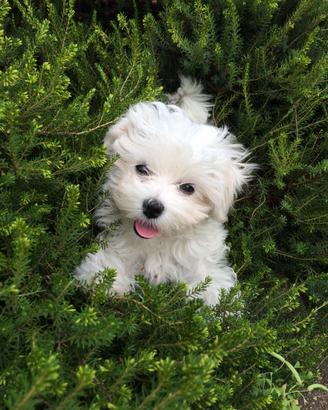 Maltese toy cucciola