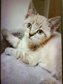 Cucciola di siamese