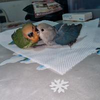 Inseparabili allevati a mano