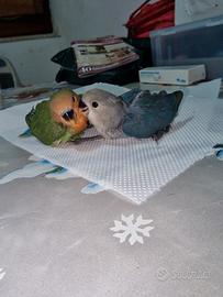 Inseparabili allevati a mano