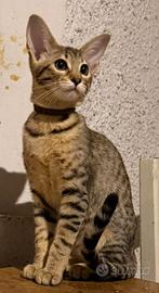 Gatto Savannah
