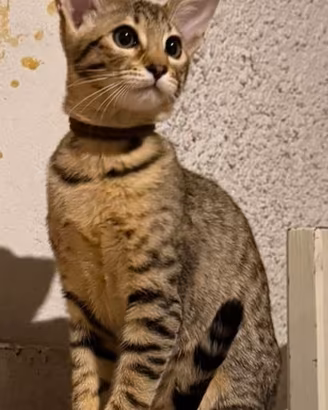 Gatto Savannah