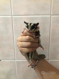 Petauro dello zucchero