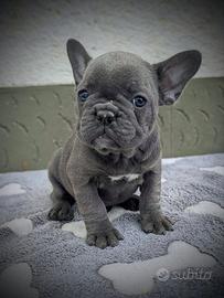 Bulldog francesi femmine