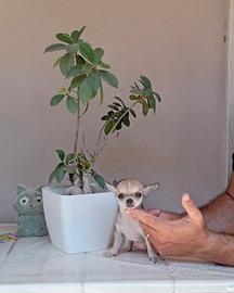 Cucciole di Chihuahua toy