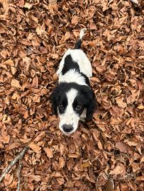 Springer cooker da tartufo