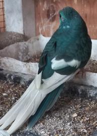 Kakariki fronte rossa