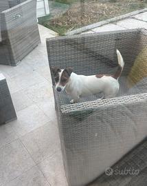 Jack russel maschio per accoppiamento