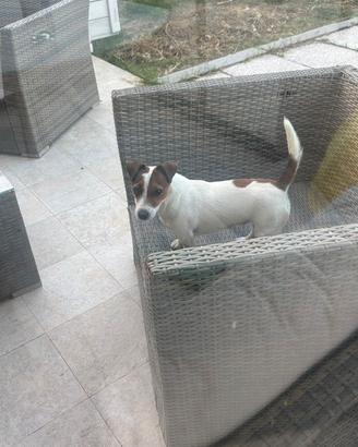 Jack russel maschio per accoppiamento
