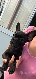 Bulldog francese
