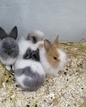 Coniglio coniglietto testa di leone nano