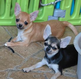 Cucciole chihuahua pedigree